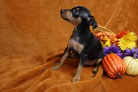 Mable, a female Miniature Pinscher for sale in Harrisonburg, VA – 7 of 8