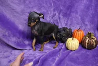 Duke, a male Miniature Pinscher for sale in Harrisonburg, VA – 8 of 8