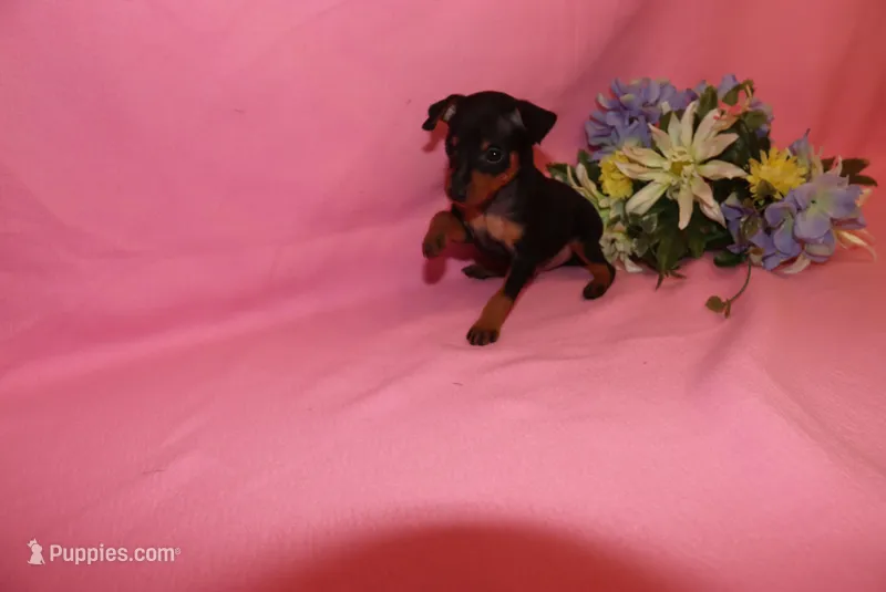 Toby – Miniature Pinscher puppy for sale in Harrisonburg, VA