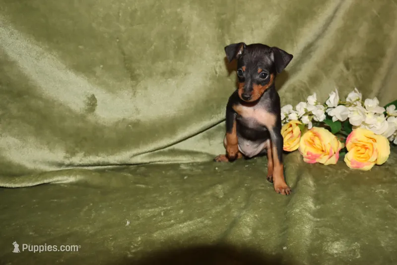 Toby – Miniature Pinscher puppy for sale in Harrisonburg, VA