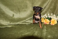 Toby, a male Miniature Pinscher for sale in Harrisonburg, VA – Photo 1 of 8