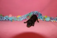 Toby, a male Miniature Pinscher for sale in Harrisonburg, VA – Photo 3 of 7