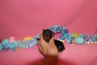 Toby, a male Miniature Pinscher for sale in Harrisonburg, VA – Photo 4 of 7