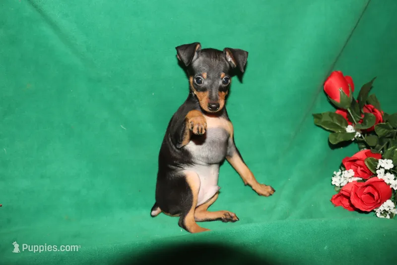 Toby – Miniature Pinscher puppy for sale in Harrisonburg, VA