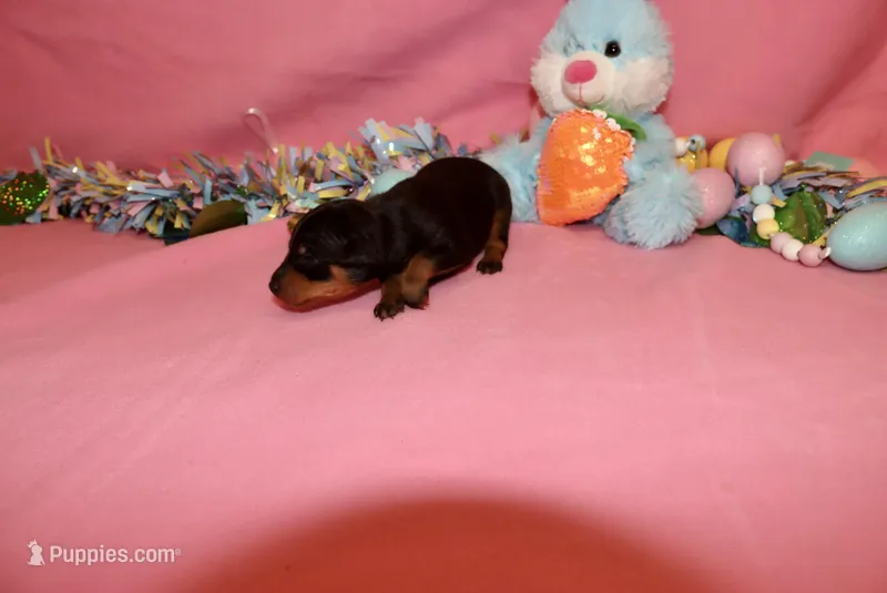 Toby – Miniature Pinscher puppy for sale in Harrisonburg, VA
