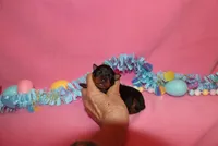 Toby, a male Miniature Pinscher for sale in Harrisonburg, VA – Photo 1 of 7