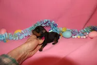 Toby, a male Miniature Pinscher for sale in Harrisonburg, VA – Photo 2 of 7