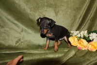 Toby, a male Miniature Pinscher for sale in Harrisonburg, VA – Photo 3 of 8