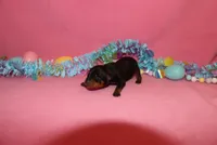 Toby, a male Miniature Pinscher for sale in Harrisonburg, VA – Photo 5 of 7