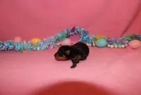 Toby, a male Miniature Pinscher for sale in Harrisonburg, VA – Photo 7 of 7