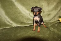 Toby, a male Miniature Pinscher for sale in Harrisonburg, VA – Photo 4 of 8