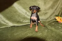 Toby, a male Miniature Pinscher for sale in Harrisonburg, VA – Photo 8 of 8