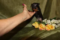 Toby, a male Miniature Pinscher for sale in Harrisonburg, VA – Photo 5 of 8