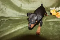 Toby, a male Miniature Pinscher for sale in Harrisonburg, VA – Photo 6 of 8
