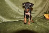 Toby, a male Miniature Pinscher for sale in Harrisonburg, VA – Photo 7 of 8