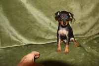 Toby, a male Miniature Pinscher for sale in Harrisonburg, VA – Photo 2 of 8