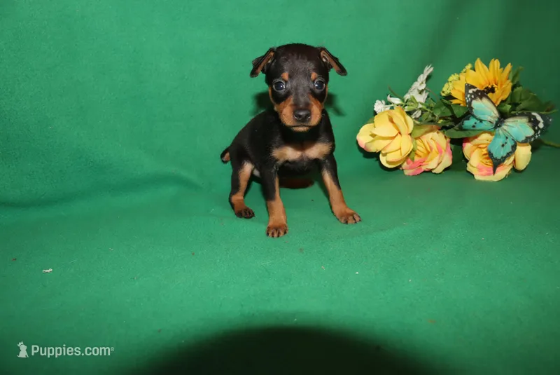 Toby – Miniature Pinscher puppy for sale in Harrisonburg, VA