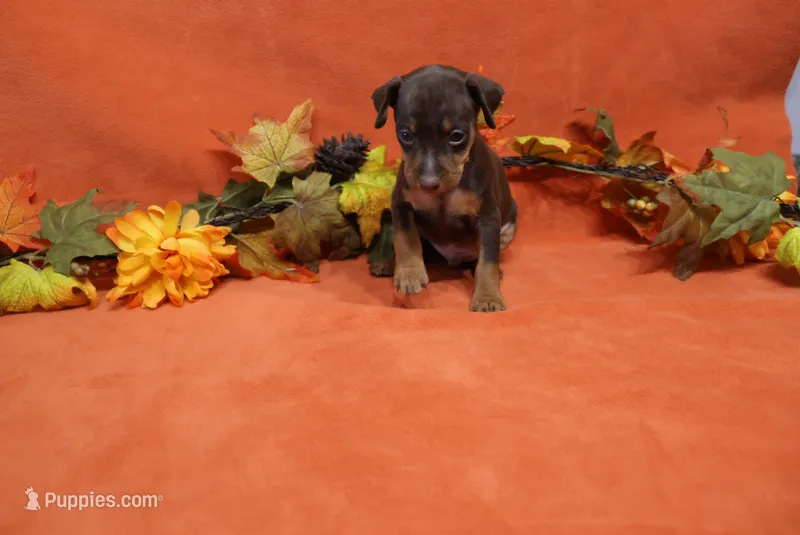 Nacho – Miniature Pinscher puppy for sale in Harrisonburg, VA