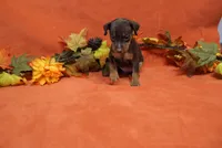 Nacho, a male Miniature Pinscher for sale in Harrisonburg, VA – 1 of 7