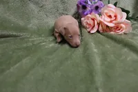 Lady, a female Miniature Pinscher for sale in Harrisonburg, VA – 9 of 9