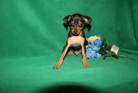 Toby, a male Miniature Pinscher for sale in Harrisonburg, VA – 3 of 6