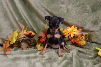 Blair, a female Miniature Pinscher for sale in Harrisonburg, VA – 5 of 6