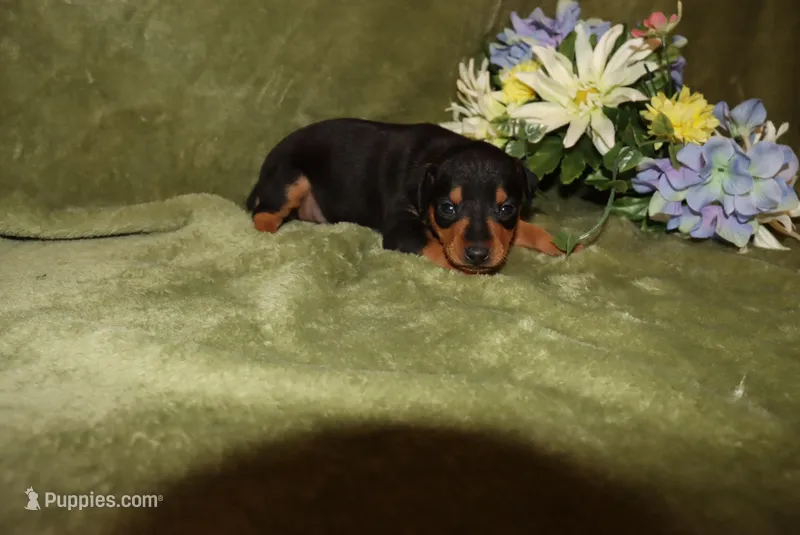 Hank – Miniature Pinscher puppy for sale in Harrisonburg, VA