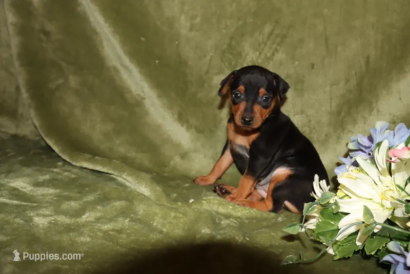Hank – Miniature Pinscher puppy for sale in Harrisonburg, VA