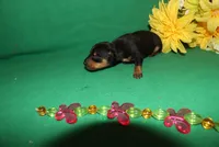 Hank, a male Miniature Pinscher for sale in Harrisonburg, VA – Photo 6 of 7