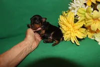 Hank, a male Miniature Pinscher for sale in Harrisonburg, VA – Photo 7 of 7
