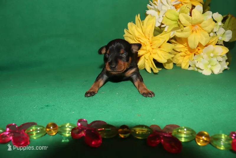 Hank – Miniature Pinscher puppy for sale in Harrisonburg, VA