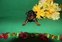 Hank, a male Miniature Pinscher for sale in Harrisonburg, VA – Photo 1 of 7