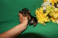 Hank, a male Miniature Pinscher for sale in Harrisonburg, VA – Photo 4 of 7