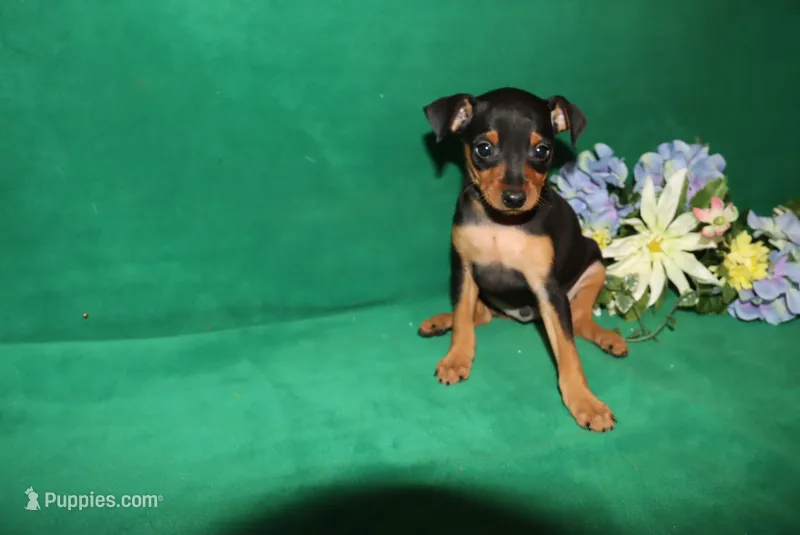 Hank – Miniature Pinscher puppy for sale in Harrisonburg, VA