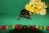 Hank, a male Miniature Pinscher for sale in Harrisonburg, VA – Photo 2 of 7