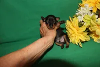 Hank, a male Miniature Pinscher for sale in Harrisonburg, VA – Photo 5 of 7