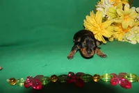 Hank, a male Miniature Pinscher for sale in Harrisonburg, VA – Photo 3 of 7