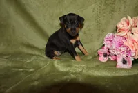 Daisy, a female Miniature Pinscher for sale in Harrisonburg, VA – 2 of 6