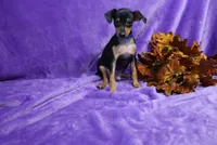 Jack, a male Miniature Pinscher for sale in Harrisonburg, VA – 4 of 8