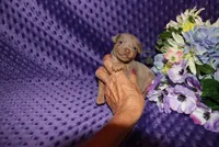 Leo, a male Miniature Pinscher for sale in Harrisonburg, VA – 7 of 8