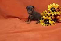 Taco, a male Miniature Pinscher for sale in Harrisonburg, VA – 6 of 7