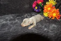Dolly, a female Miniature Pinscher for sale in Harrisonburg, VA – 3 of 6