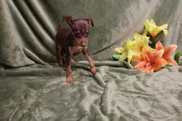 Thor, a male Miniature Pinscher for sale in Harrisonburg, VA – 6 of 8