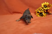 Taco, a male Miniature Pinscher for sale in Harrisonburg, VA – 5 of 7