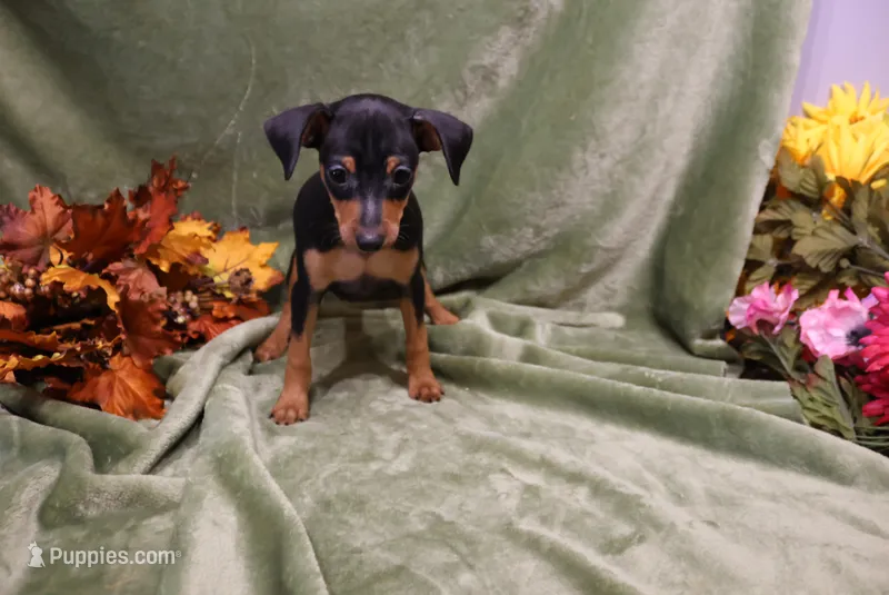 Bear – Miniature Pinscher puppy for sale in Harrisonburg, VA