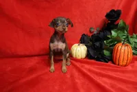 Reeses, a female Miniature Pinscher for sale in Harrisonburg, VA – 3 of 8