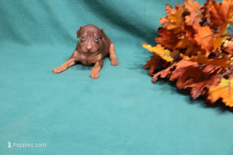 Dexter – Miniature Pinscher puppy for sale in Harrisonburg, VA