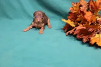 Dexter, a male Miniature Pinscher for sale in Harrisonburg, VA – 1 of 7