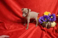 Lady, a female Miniature Pinscher for sale in Harrisonburg, VA – 6 of 7