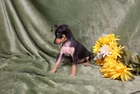 Romeo, a male Miniature Pinscher for sale in Harrisonburg, VA – 6 of 9
